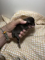 tiny toy Ellen, a female Miniature Schnauzer for sale in Canton, GA – 6 of 7