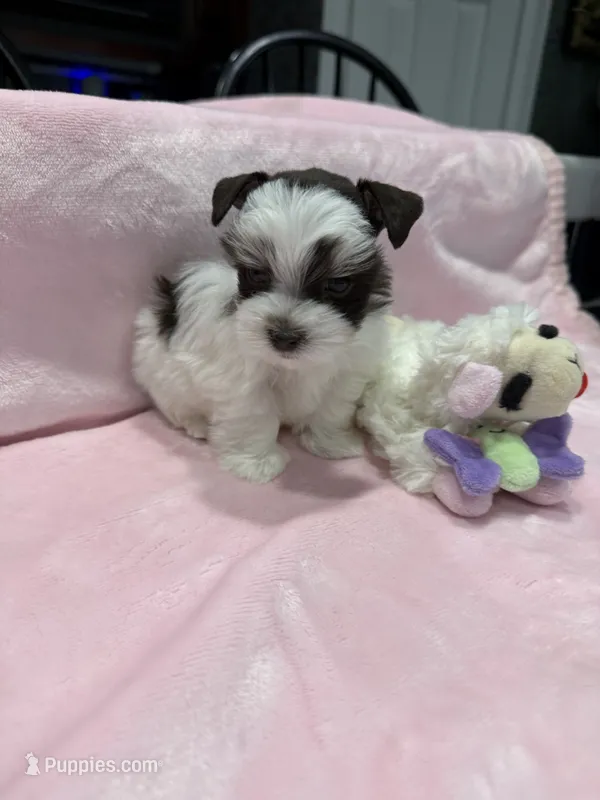 teacup/toy Penny – Miniature Schnauzer puppy for sale in Canton, GA