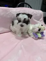 teacup/toy Penny, a female Miniature Schnauzer for sale in Canton, GA – 1 of 3