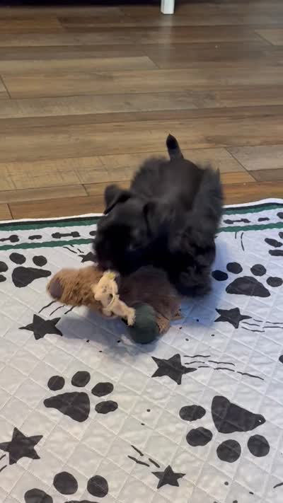 AKCsmalltoyCoal, a male Miniature Schnauzer for sale in Canton, GA – 10 of 10