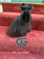 toy Betsy, a female Miniature Schnauzer for sale in Canton, GA – Photo 2 of 3