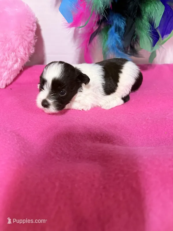 toy Betsy – Miniature Schnauzer puppy for sale in Canton, GA