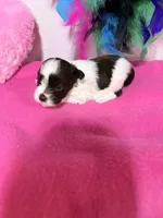 toy Betsy, a female Miniature Schnauzer for sale in Canton, GA – 1 of 5