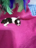 toy Betsy, a female Miniature Schnauzer for sale in Canton, GA – Photo 1 of 3