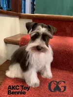 toy Betsy, a female Miniature Schnauzer for sale in Canton, GA – Photo 3 of 3
