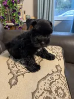 AKCsmalltoyCoal, a male Miniature Schnauzer for sale in Canton, GA – 6 of 10