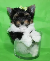 tiny Jake, a male Biewer for sale in Canton, GA – Photo 4 of 5