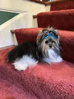 tiny Jake, a male Biewer for sale in Canton, GA – Photo 3 of 5