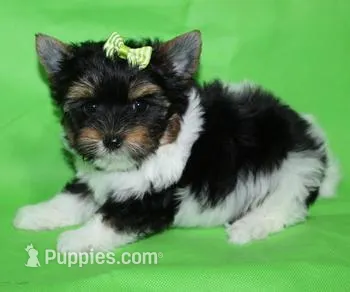 tiny Jake, a male Biewer for sale in Canton, GA – Photo 1 of 5