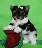 tiny Jake, a male Biewer for sale in Canton, GA – Photo 5 of 5