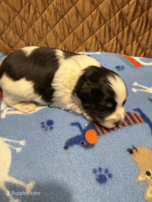 Toy Joseph – Miniature Schnauzer puppy for sale in Canton, GA