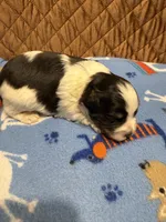 Toy Joseph, a male Miniature Schnauzer for sale in Canton, GA – 1 of 6
