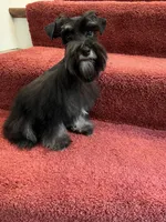 toy Cash, a male Miniature Schnauzer for sale in Canton, GA – Photo 5 of 6
