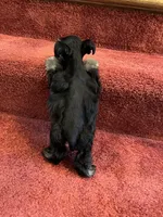 toy Cash, a male Miniature Schnauzer for sale in Canton, GA – Photo 6 of 6