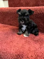 toy Cash, a male Miniature Schnauzer for sale in Canton, GA – Photo 1 of 6