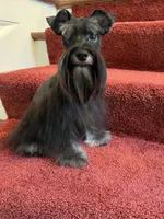 toy Cash, a male Miniature Schnauzer for sale in Canton, GA – Photo 4 of 6