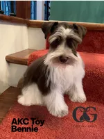 AKC smalltoyBanjo, a male Miniature Schnauzer for sale in Canton, GA – 4 of 5