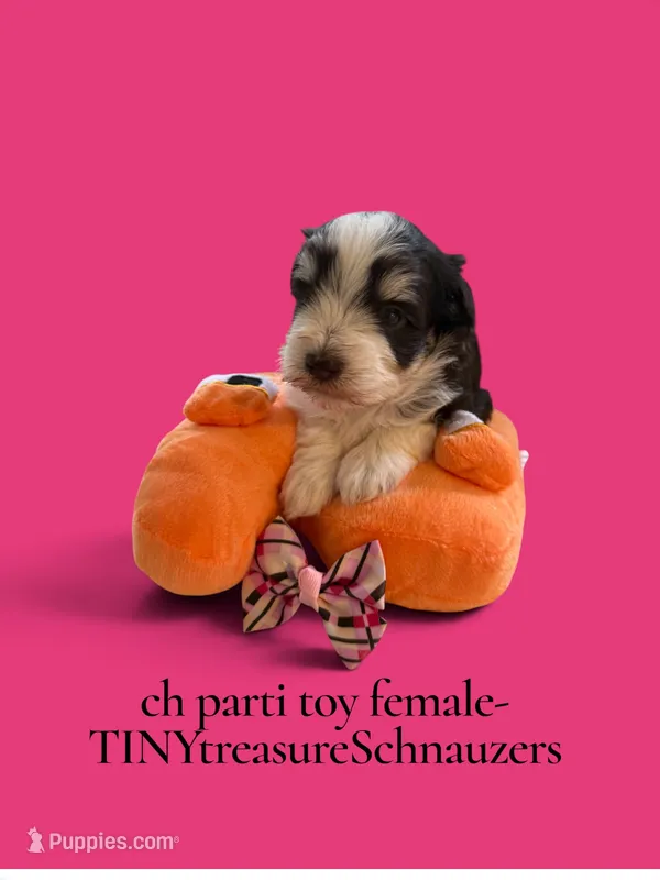 toy Bella – Miniature Schnauzer puppy for sale in Canton, GA