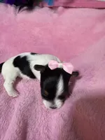 akc Bella, a female Biewer for sale in Canton, GA – Photo 4 of 5