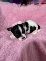 akc Bella, a female Biewer for sale in Canton, GA – Photo 2 of 5