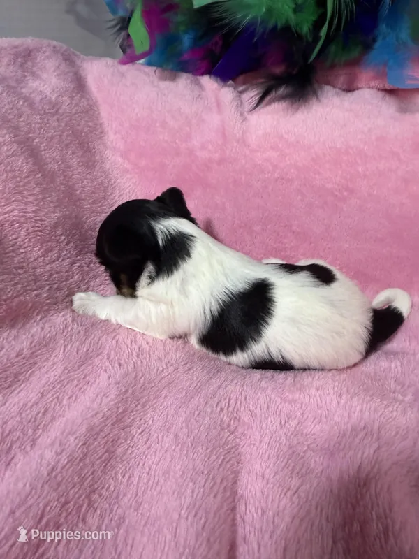 akc Bella, a female Biewer for sale in Canton, GA – Photo 1 of 5