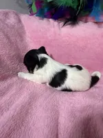 akc Bella, a female Biewer for sale in Canton, GA – Photo 1 of 5