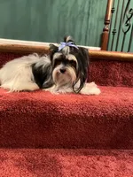 akc Bella, a female Biewer for sale in Canton, GA – Photo 3 of 5