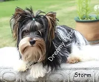 akc Bella, a female Biewer for sale in Canton, GA – Photo 5 of 5