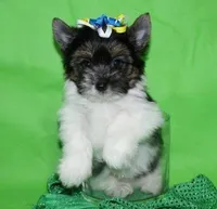 tiny Theodore, a male Biewer for sale in Canton, GA – Photo 4 of 5