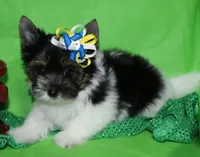 tiny Theodore, a male Biewer for sale in Canton, GA – Photo 1 of 5
