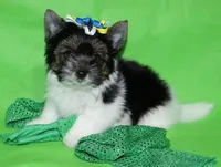 tiny Theodore, a male Biewer for sale in Canton, GA – Photo 5 of 5