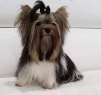 tiny Theodore, a male Biewer for sale in Canton, GA – Photo 2 of 5