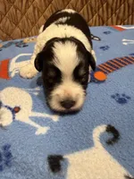 Toy Joseph, a male Miniature Schnauzer for sale in Canton, GA – 3 of 6