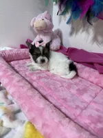 tiny Sugar, a female Biewer for sale in Canton, GA – 5 of 5