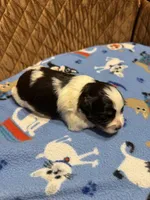 Toy Joseph, a male Miniature Schnauzer for sale in Canton, GA – 4 of 6