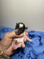 tiny toy Davy, a male Miniature Schnauzer for sale in Canton, GA – 2 of 5