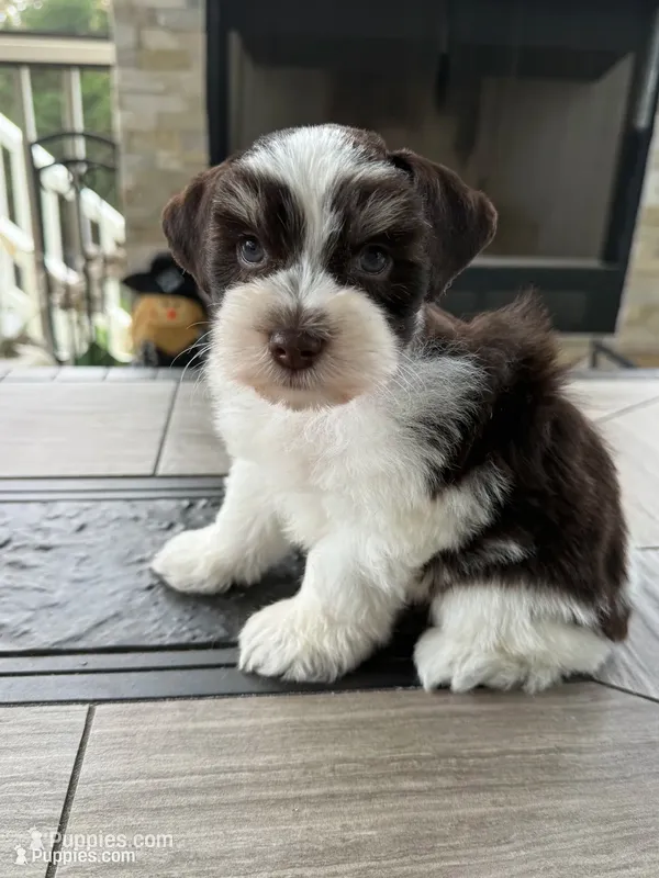 toy Simon – Miniature Schnauzer puppy for sale in Canton, GA