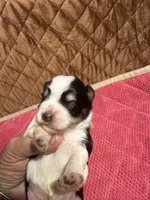 toy Bella, a female Miniature Schnauzer for sale in Canton, GA – 3 of 5