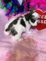 teacup/toy Daisy, a female Miniature Schnauzer for sale in Canton, GA – 3 of 5