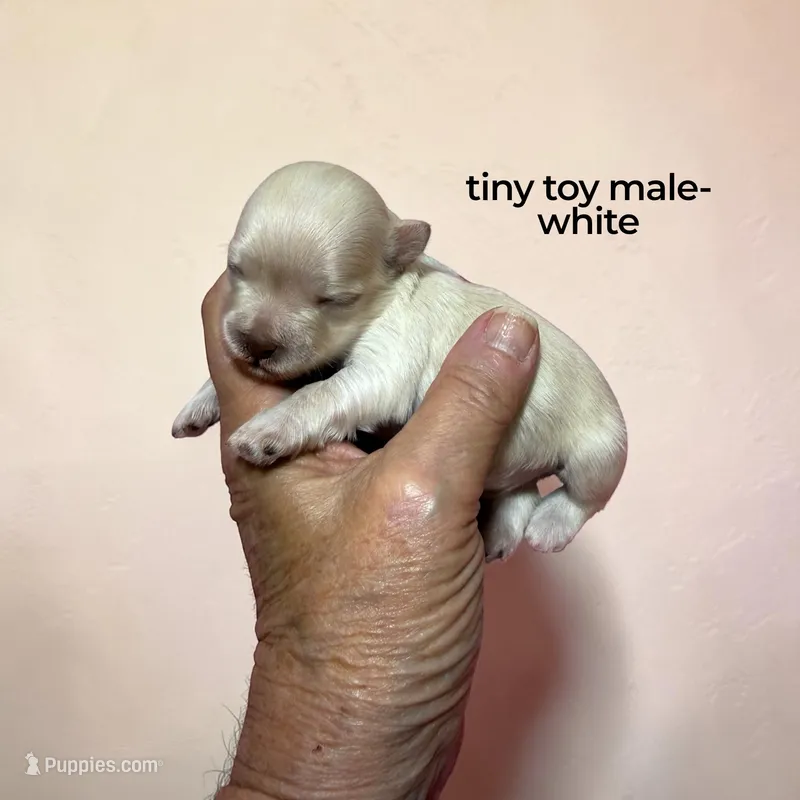 tiny toy snowball – Miniature Schnauzer puppy for sale in Canton, GA