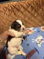 Toy Joseph, a male Miniature Schnauzer for sale in Canton, GA – 2 of 6