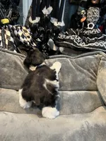 toy Dottie, a female Miniature Schnauzer for sale in Canton, GA – Photo 4 of 6