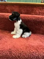 toy Dottie, a female Miniature Schnauzer for sale in Canton, GA – Photo 5 of 6