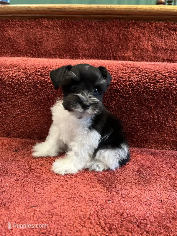 toy Dottie, a female Miniature Schnauzer for sale in Canton, GA – Photo 1 of 6