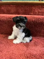 toy Dottie, a female Miniature Schnauzer for sale in Canton, GA – Photo 1 of 6