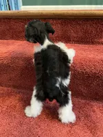 toy Dottie, a female Miniature Schnauzer for sale in Canton, GA – Photo 6 of 6