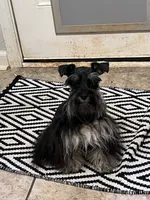smalltoyCoal, a male Miniature Schnauzer for sale in Canton, GA – 3 of 4