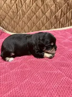 toy Jazzy Girl, a female Miniature Schnauzer for sale in Canton, GA – 5 of 7