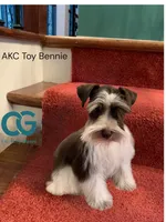 smalltoyBanjo, a male Miniature Schnauzer for sale in Canton, GA – 2 of 4
