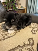 AKC smalltoyBanjo, a male Miniature Schnauzer for sale in Canton, GA – 2 of 5